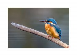 Eisvogel_1.jpg