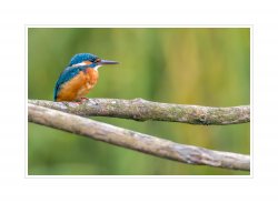 Eisvogel_2.jpg