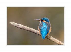 Eisvogel_3.jpg