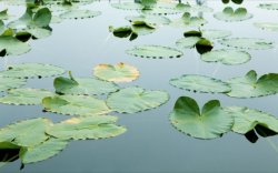 Floating Leaves.jpg