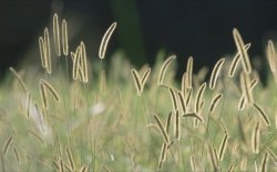 Bristle Grass.jpg