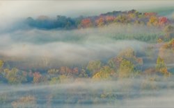 Forest in Mist.jpg