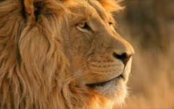 Lion copy.jpg