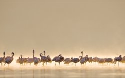 Flamingos.jpg