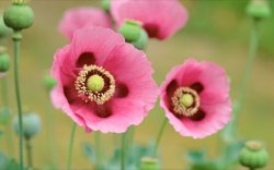Poppies.jpg