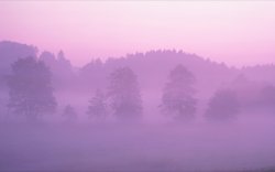 Pink Forest.jpg