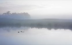 Ducks on a Misty Pond.jpg