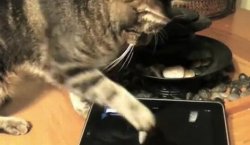 catgamesipadfriskies.jpg