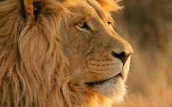 lion-dev-preview-3-wallpaper-1305408908.jpg