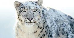 Snow-Leopard-big.jpg