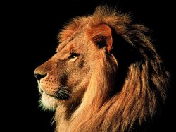 1185979082_1024x768_king-lion-wallpaper.jpg