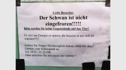 Schwan.jpg