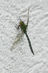 DSC_8124-2.jpg