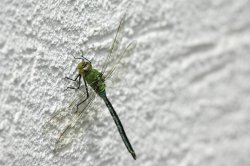 DSC_8093-2.jpg