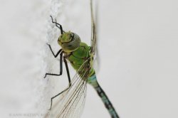 DSC_8202.jpg