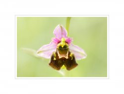 Hummel-Ragwurz_3.jpg