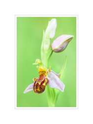 Bienen-Ragwurz_5.jpg