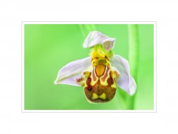 Bienen-Ragwurz_4.jpg