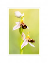 Bienen-Ragwurz_6.jpg