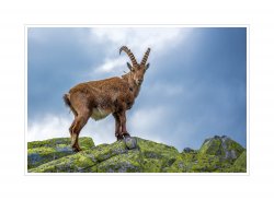Steinbock_1.jpg