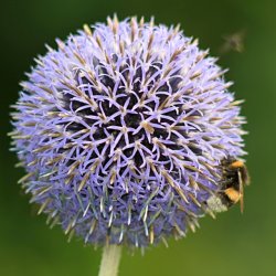 Distel.jpg