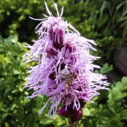 DSC08744   26. Juli 2014.jpg
