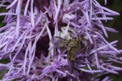 DSC08749   26. Juli 2014.jpg