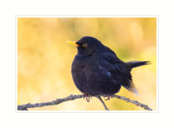 Amsel_1.jpg