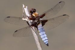 IMG_6398_1.jpg