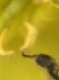 ImageUploadedByApfeltalk1429982748.367128.jpg