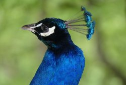 blauPfau.jpg