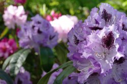 rhodo.jpg