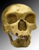 250px-Homo_sapiens_neanderthalensis.jpg