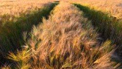barley.jpg