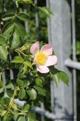 flower_by_chenjung-d7h3ne3.jpg