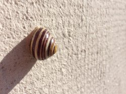 ImageUploadedByApfeltalk1444554507.125143.jpg