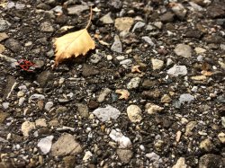 IMG_1766.JPG
