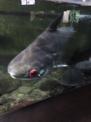 ImageUploadedByTapatalk1448435277.845645.jpg