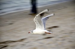 ImageUploadedByApfeltalk1452792400.415093.jpg