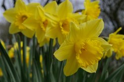 daffodil 01.jpg