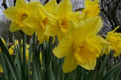 daffodil 02.jpg