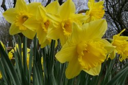 daffodil3 03.jpg