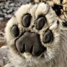 FurPaw