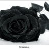 Blackrose