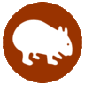 The Cute Wombat