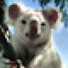 riesenkoala