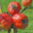 applaus