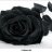 Blackrose