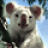 riesenkoala