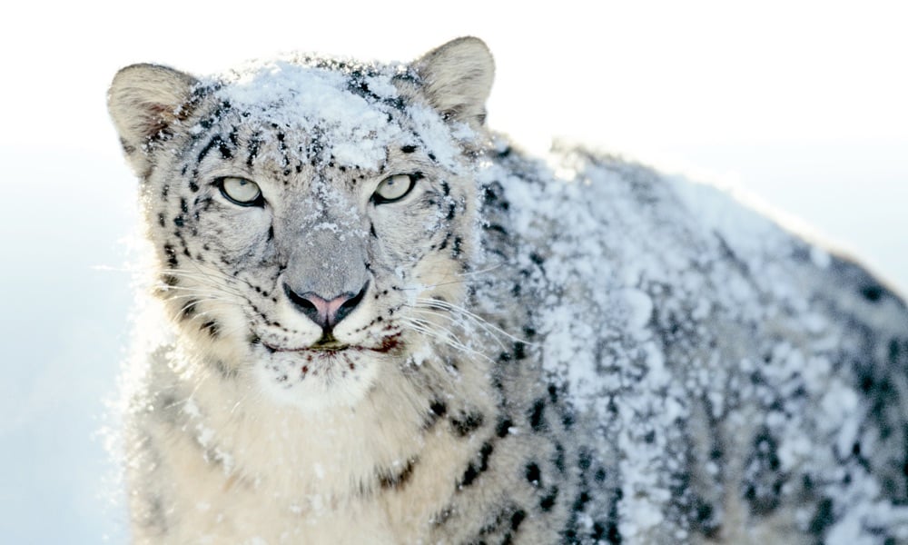 Mac App Store: Apple veröffentlicht Beta-Update für OS X Snow Leopard